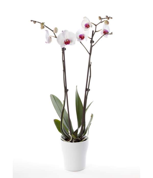 pianta orchidea bianca